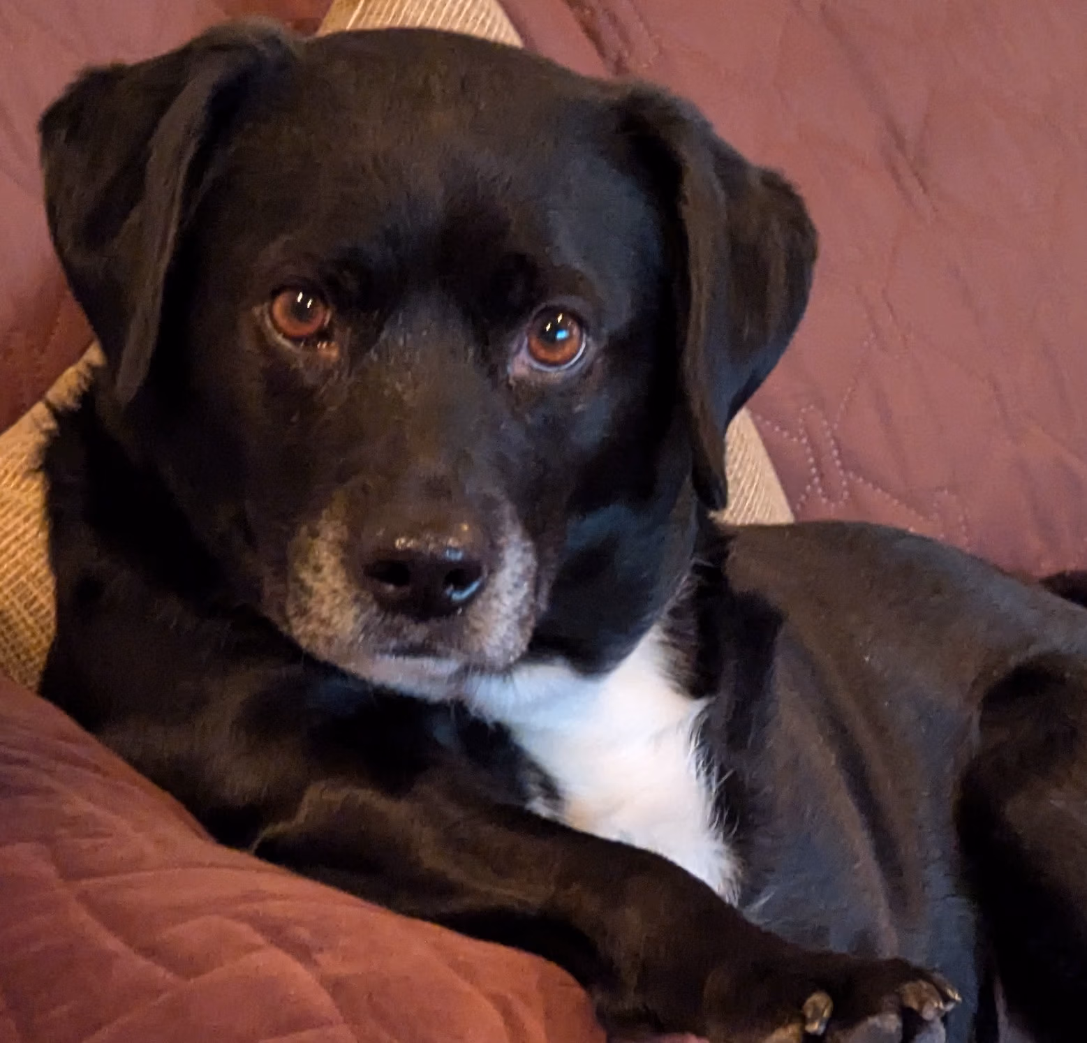 Pet dogs testing treats and snacks for reviews